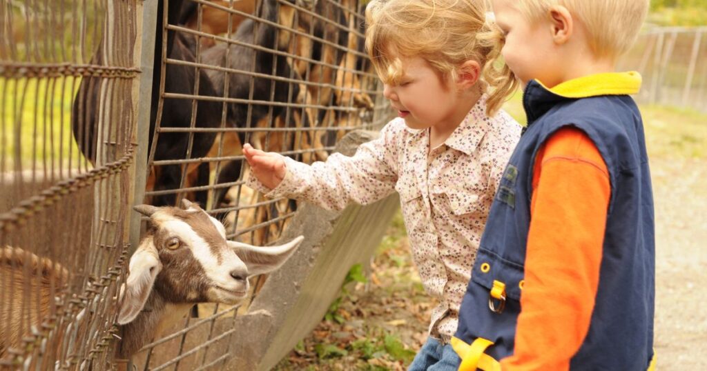Toddlers-having-hands-on-fun-at-local-petting-zoos-and-farms
